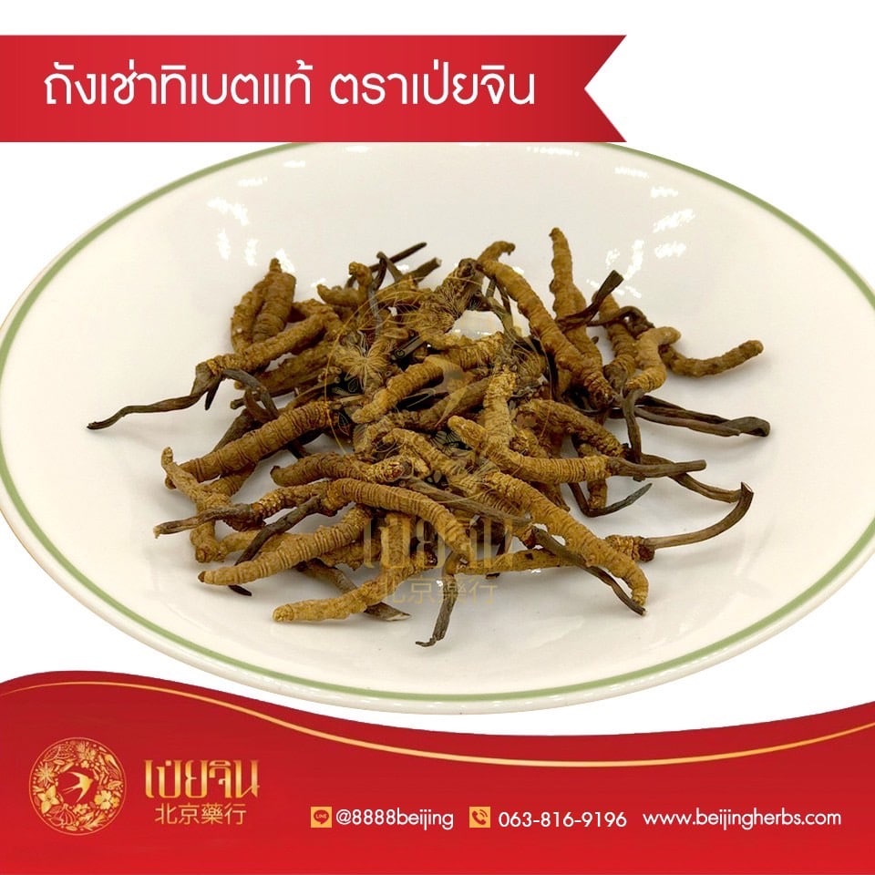 ประโยชน์-ถั่งเช่า