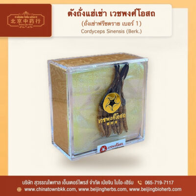 ถั่งเช่า